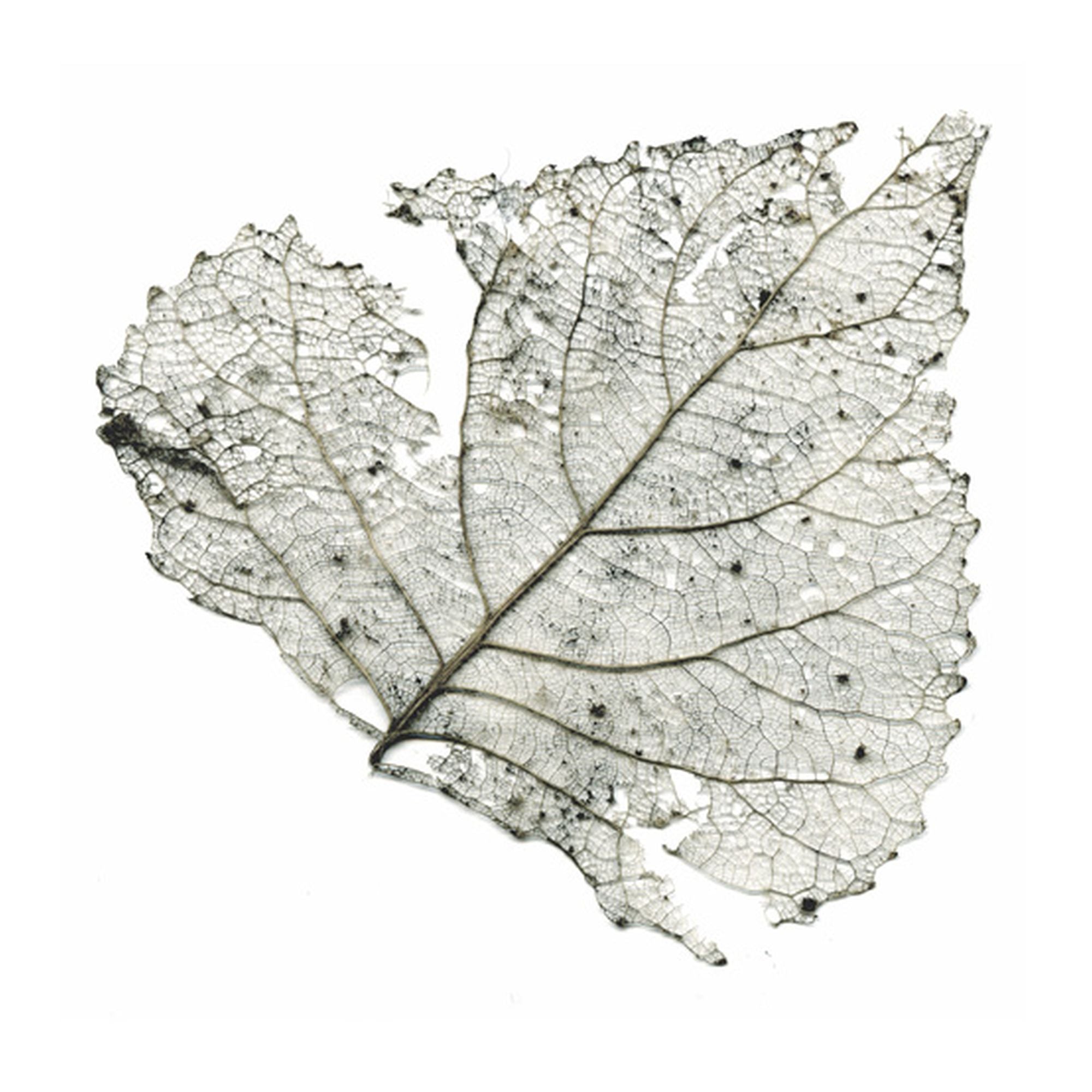 The Telescopes Hungry Audio Tapes (LP) RSD23 Wax and Beans