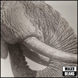 White Elephant - World Elephant Day (1LP)