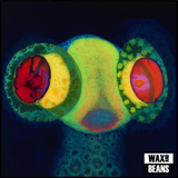 Osees - SORCS 80 (UK Indies Only Transparent Coke Bottle Green with Magenta / Green Splatter Vinyl)