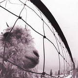 Pearl Jam - VS.  (Remaster)